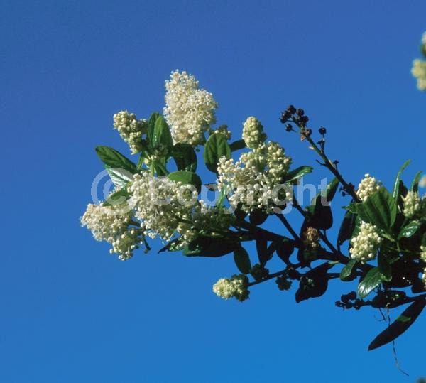 White blooms; Evergreen; North American Native