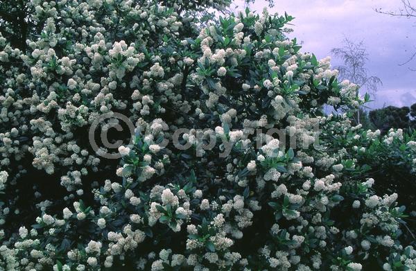 White blooms; Evergreen; North American Native