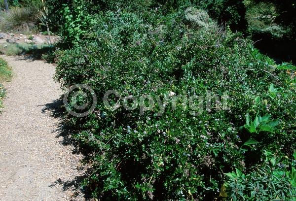Blue blooms; White blooms; Evergreen; North American Native