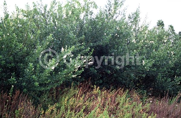 Blue blooms; White blooms; Evergreen; North American Native