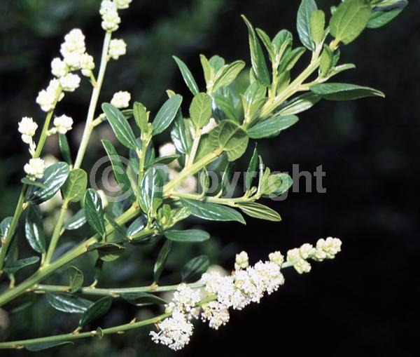 Blue blooms; White blooms; Evergreen; North American Native