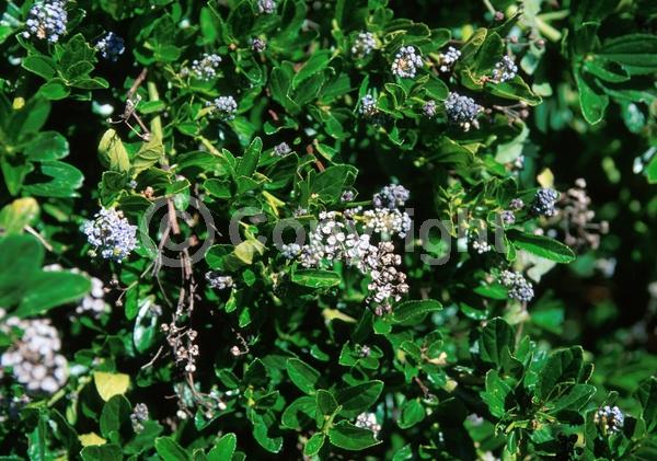 Blue blooms; White blooms; Evergreen; North American Native