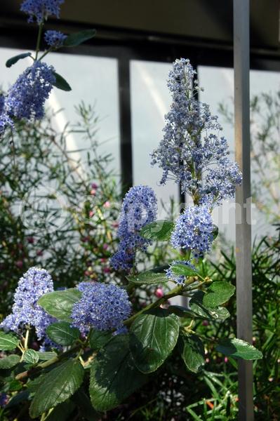 Blue blooms; Lavender blooms; Evergreen