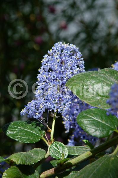 Blue blooms; Lavender blooms; Evergreen