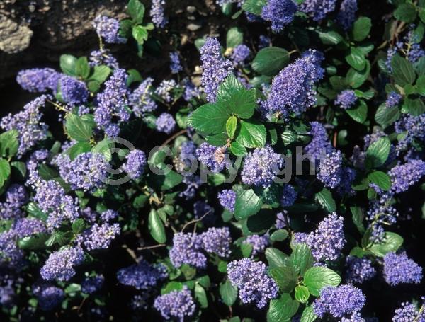 Blue blooms; Lavender blooms; Evergreen