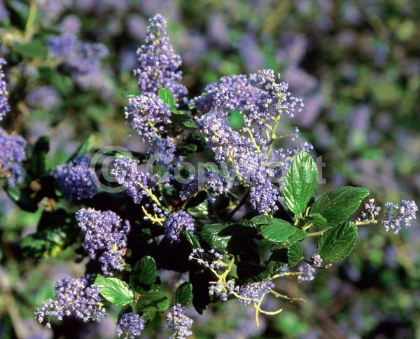 Blue blooms; Lavender blooms; Evergreen