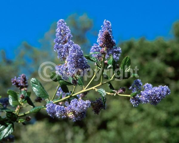 Blue blooms; Lavender blooms; Evergreen