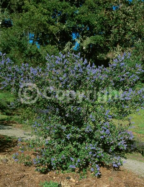 Blue blooms; Lavender blooms; Evergreen