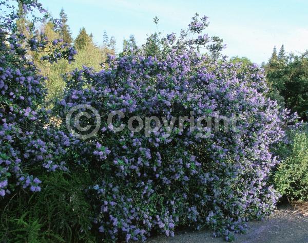 Blue blooms; Lavender blooms; Evergreen