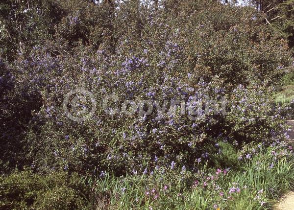 Blue blooms; Lavender blooms; Evergreen