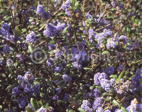 Blue blooms; Lavender blooms; Evergreen