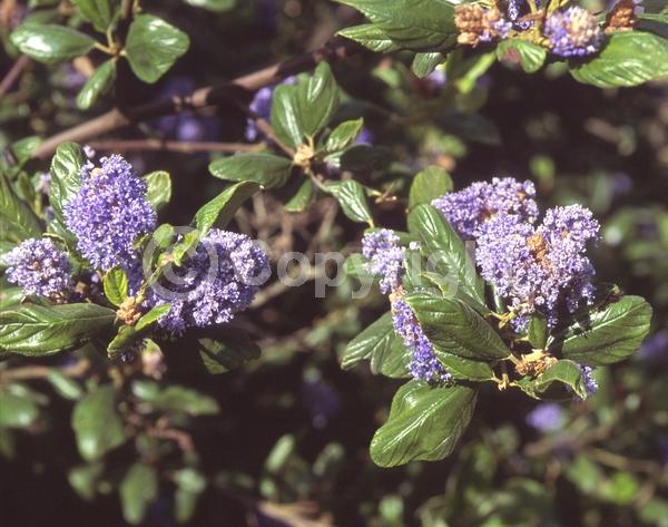 Blue blooms; Lavender blooms; Evergreen