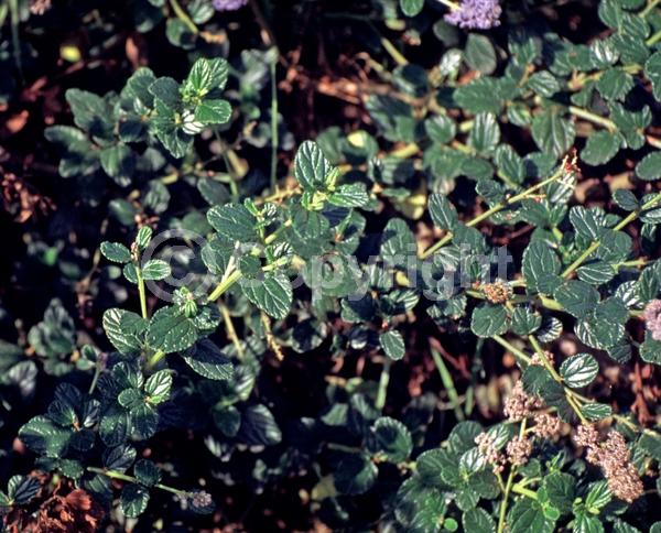 Blue blooms; Lavender blooms; Evergreen