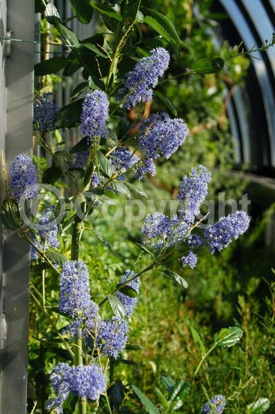 Blue blooms; Lavender blooms; Evergreen