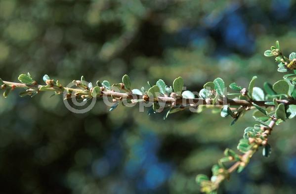 Blue blooms; Evergreen; North American Native