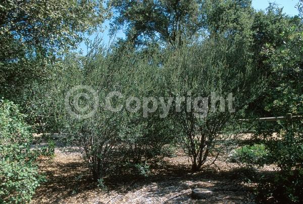 Blue blooms; Evergreen; North American Native