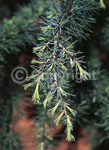 Unknown blooms; Evergreen; Needles or needle-like leaf