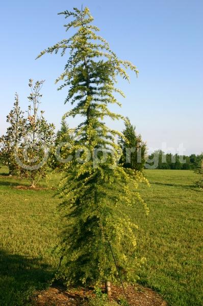 Unknown blooms; Evergreen; Needles or needle-like leaf