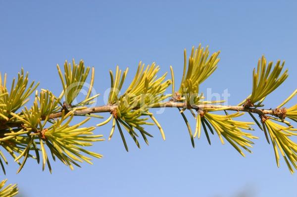 Unknown blooms; Evergreen; Needles or needle-like leaf