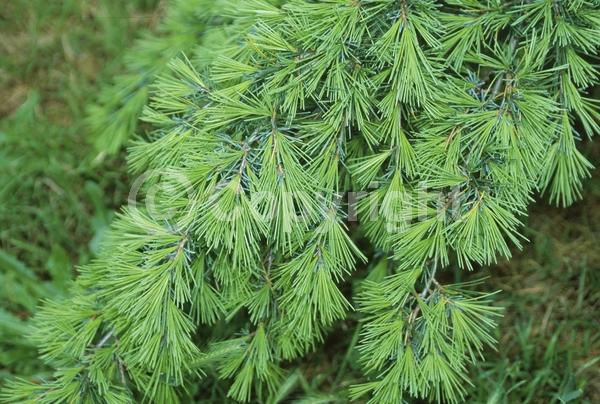 Unknown blooms; Evergreen; Needles or needle-like leaf