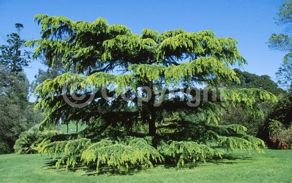Unknown blooms; Evergreen; Needles or needle-like leaf