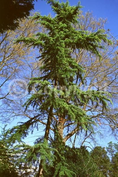 Unknown blooms; Evergreen; Needles or needle-like leaf