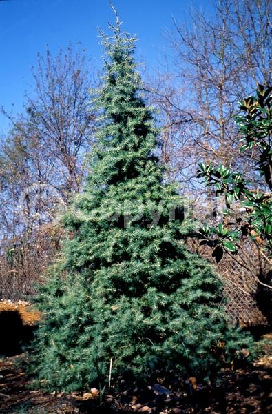 Unknown blooms; Evergreen; Needles or needle-like leaf