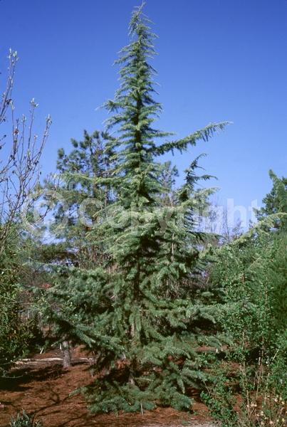 Unknown blooms; Evergreen; Needles or needle-like leaf