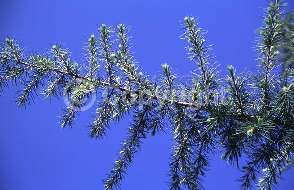 Unknown blooms; Evergreen; Needles or needle-like leaf