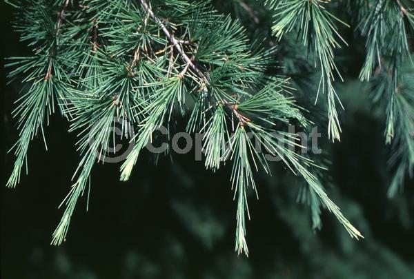 Unknown blooms; Evergreen; Needles or needle-like leaf