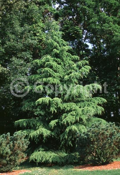 Unknown blooms; Evergreen; Needles or needle-like leaf