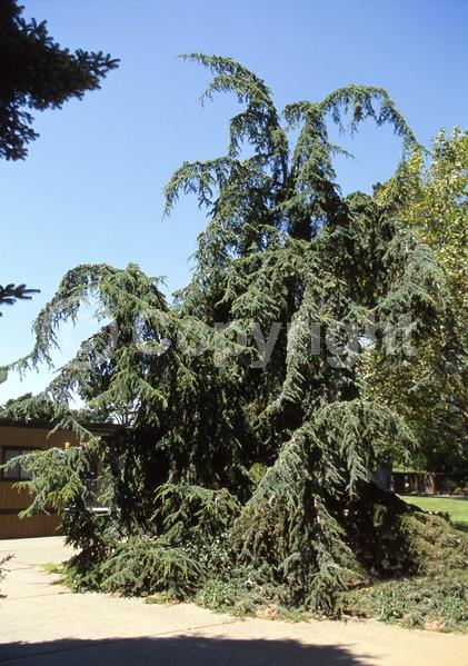 Unknown blooms; Evergreen; Needles or needle-like leaf