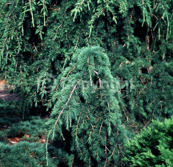 Unknown blooms; Evergreen; Needles or needle-like leaf