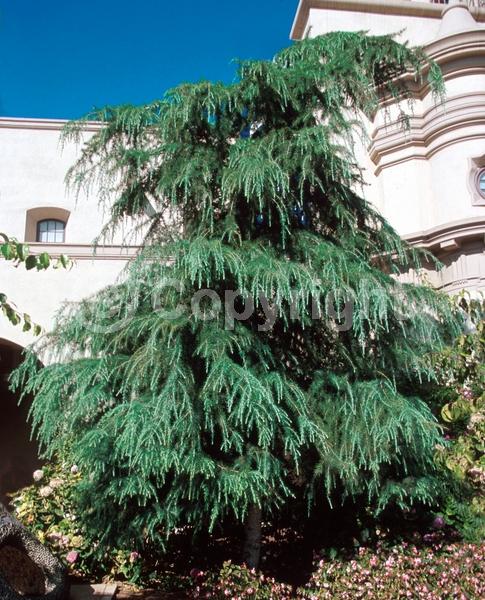Unknown blooms; Evergreen; Needles or needle-like leaf