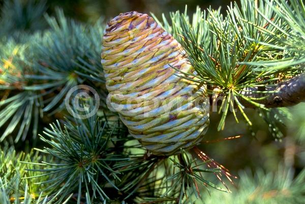 Unknown blooms; Evergreen; Needles or needle-like leaf
