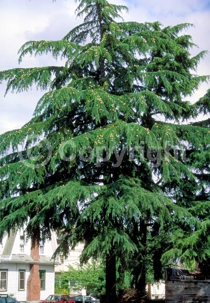 Unknown blooms; Evergreen; Needles or needle-like leaf