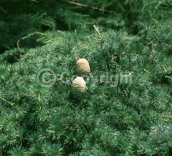 Unknown blooms; Evergreen; Needles or needle-like leaf