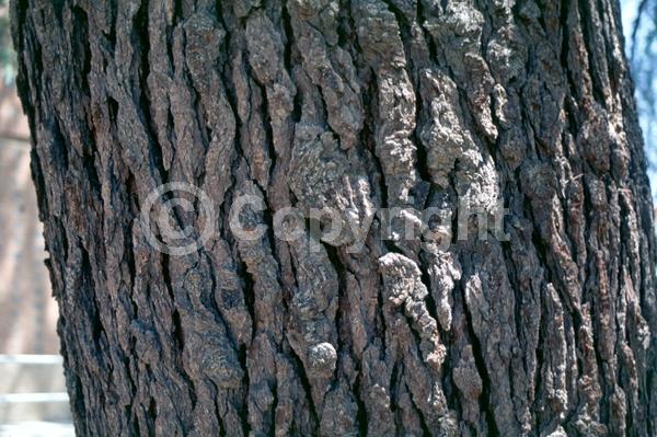 Unknown blooms; Evergreen; Needles or needle-like leaf