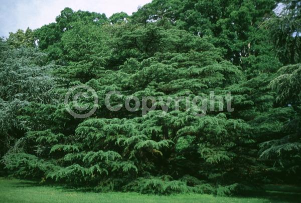 Unknown blooms; Evergreen; Needles or needle-like leaf