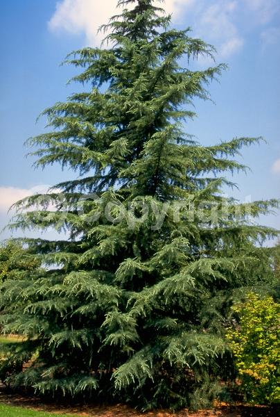 Unknown blooms; Evergreen; Needles or needle-like leaf