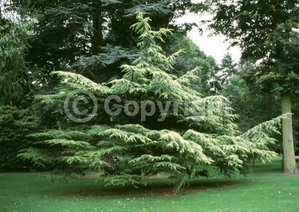 Purple blooms; Brown blooms; Evergreen; Needles or needle-like leaf