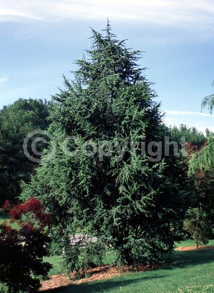 Unknown blooms; Evergreen; Needles or needle-like leaf