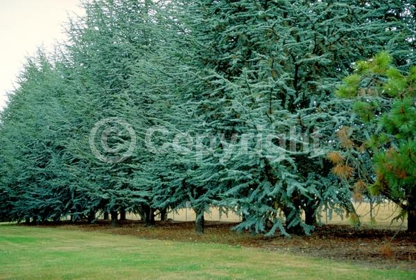 Unknown blooms; Evergreen; Needles or needle-like leaf