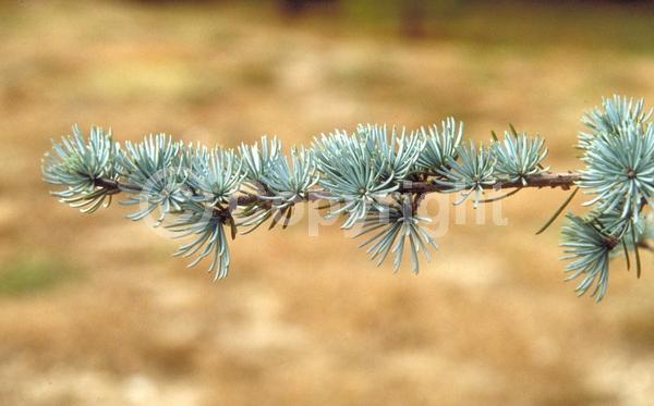 Unknown blooms; Evergreen; Needles or needle-like leaf