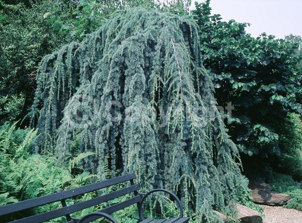 Unknown blooms; Evergreen; Needles or needle-like leaf