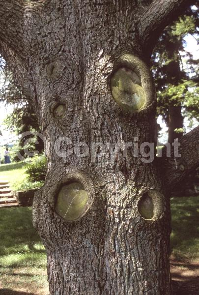 Unknown blooms; Evergreen; Needles or needle-like leaf