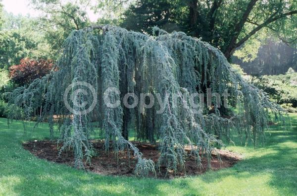 Unknown blooms; Evergreen; Needles or needle-like leaf