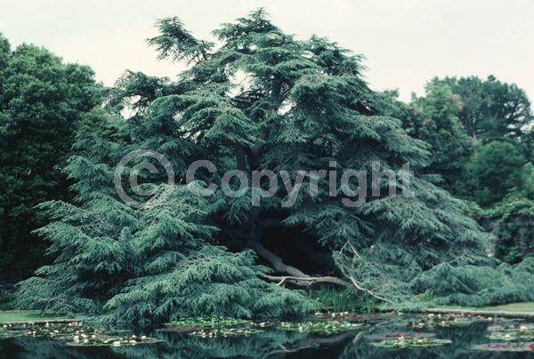 Unknown blooms; Evergreen; Needles or needle-like leaf