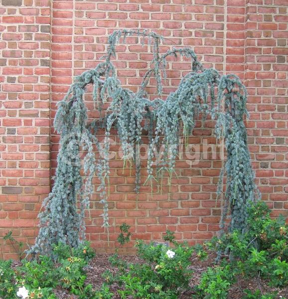 Unknown blooms; Evergreen; Needles or needle-like leaf