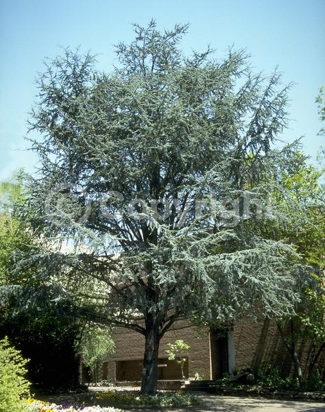Unknown blooms; Evergreen; Needles or needle-like leaf